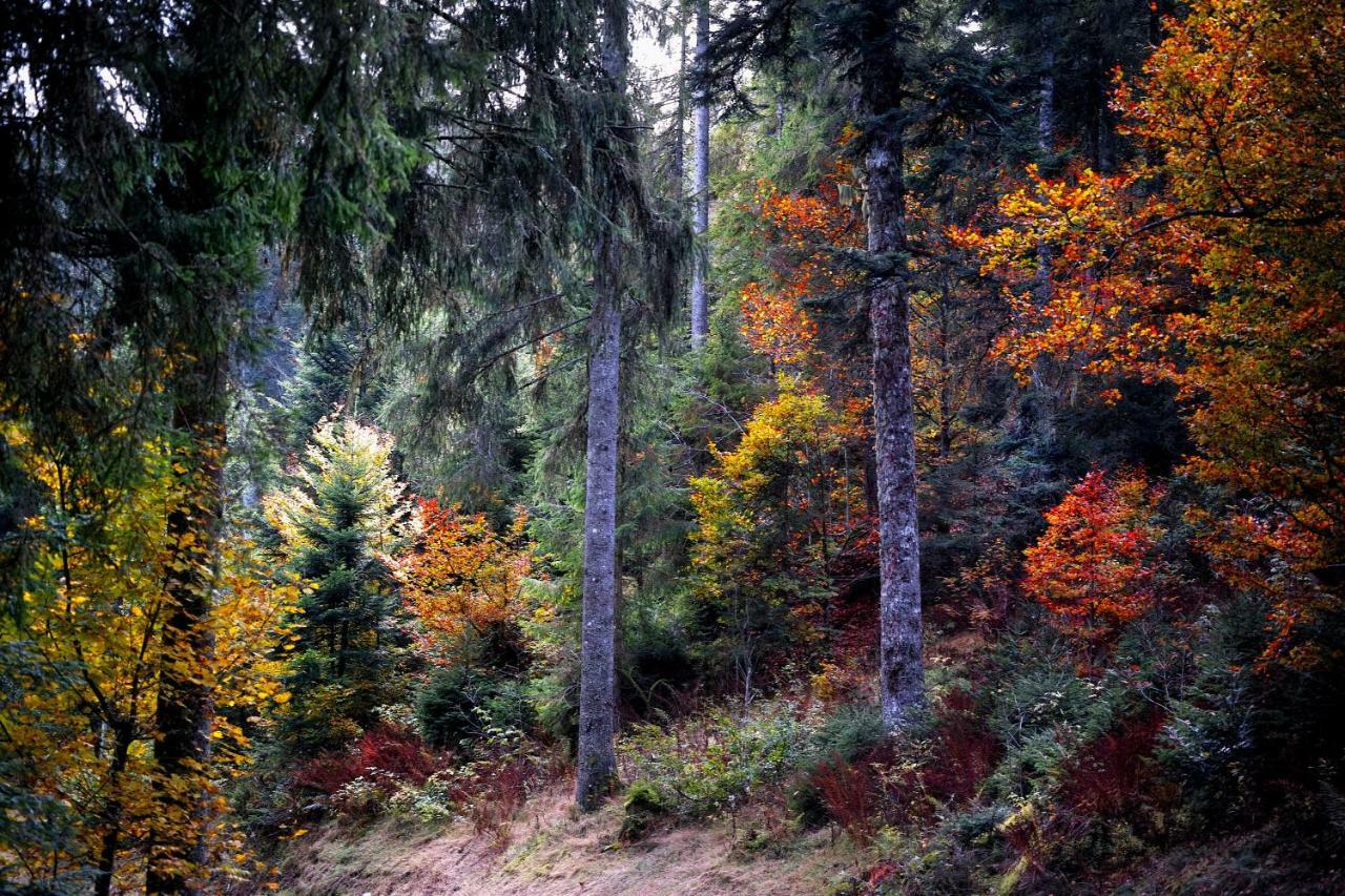 C3 Albmatte-Fewo Sauna, Hallenbad Aussenbecken Massagen Nebenan Санкт-Блазиен Экстерьер фото